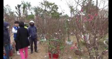 26 Ocak 2025, Hai Duong, Vietnam. Vietnam 'da Tet. Vietnam 'da yıl sonu çiçek pazarı. Piyasa çok fazla şeftali çiçeği ve kumkat satıyor.