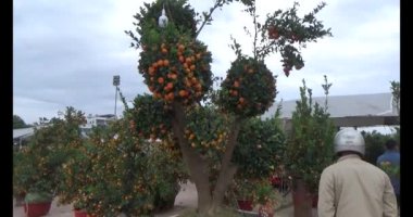 26 Ocak 2025, Hai Duong, Vietnam. Vietnam 'da Tet. Vietnam 'da yıl sonu çiçek pazarı. Piyasa çok fazla şeftali çiçeği ve kumkat satıyor.