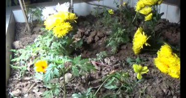 Kasımpatı demlikte yetişir.