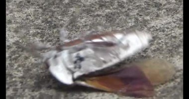 Yapraklardaki pis böcekler