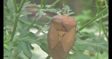 Yapraklardaki pis böcekler