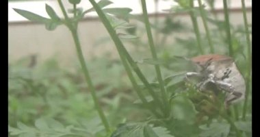 Yapraklardaki pis böcekler