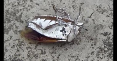 Yapraklardaki pis böcekler