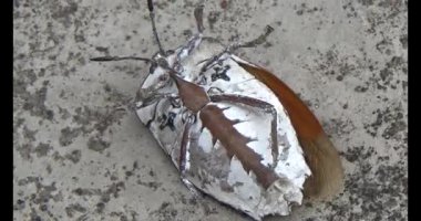 Yapraklardaki pis böcekler