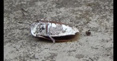 Yapraklardaki pis böcekler