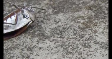 Yapraklardaki pis böcekler