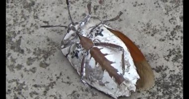 Yapraklardaki pis böcekler