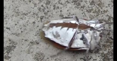 Yapraklardaki pis böcekler