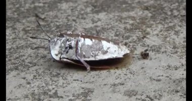 Yapraklardaki pis böcekler