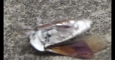 Yapraklardaki pis böcekler