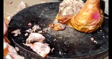 Domuz bağırsaklarını kesmek için bıçak.