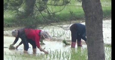 13 Mart 2025. Vanan, Chilinh, Haiduong. Tarlaya pirinç eken çiftçiler