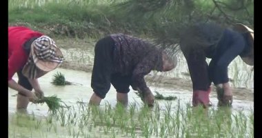 13 Mart 2025. Vanan, Chilinh, Haiduong. Tarlaya pirinç eken çiftçiler