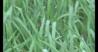 Rüzgarda yeşil pirinç tarlaları