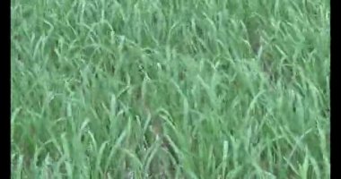 Rüzgarda yeşil pirinç tarlaları