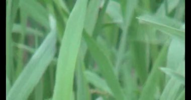 Rüzgarda yeşil pirinç tarlaları