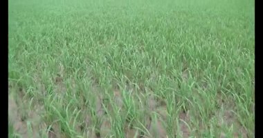 Rüzgarda yeşil pirinç tarlaları