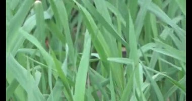 Rüzgarda yeşil pirinç tarlaları