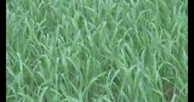 Rüzgarda yeşil pirinç tarlaları