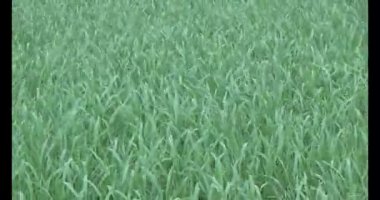 Rüzgarda yeşil pirinç tarlaları