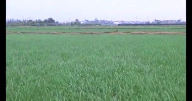 Rüzgarda yeşil pirinç tarlaları