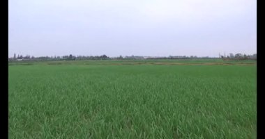 Rüzgarda yeşil pirinç tarlaları