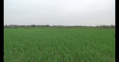 Rüzgarda yeşil pirinç tarlaları