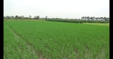 Rüzgarda yeşil pirinç tarlaları