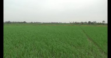 Rüzgarda yeşil pirinç tarlaları