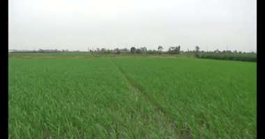 Rüzgarda yeşil pirinç tarlaları