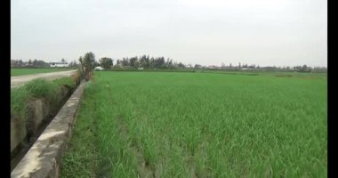 Rüzgarda yeşil pirinç tarlaları