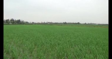 Rüzgarda yeşil pirinç tarlaları