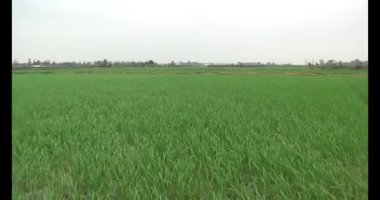 Rüzgarda yeşil pirinç tarlaları