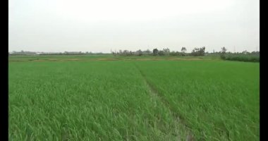 Rüzgarda yeşil pirinç tarlaları