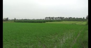 Rüzgarda yeşil pirinç tarlaları