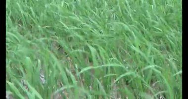 Rüzgarda yeşil pirinç tarlaları