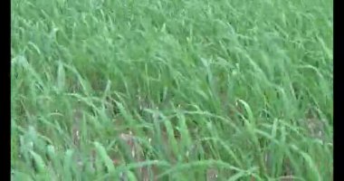 Rüzgarda yeşil pirinç tarlaları