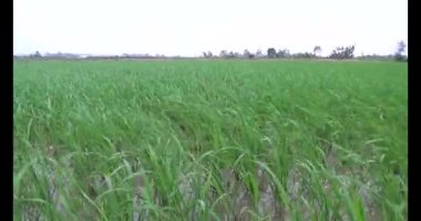 Rüzgarda yeşil pirinç tarlaları