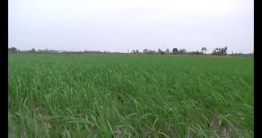 Rüzgarda yeşil pirinç tarlaları