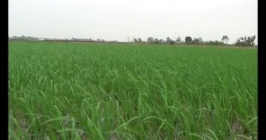 Rüzgarda yeşil pirinç tarlaları