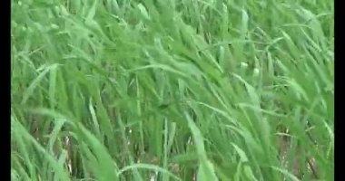 Rüzgarda yeşil pirinç tarlaları