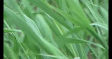 Rüzgarda yeşil pirinç tarlaları