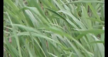 Rüzgarda yeşil pirinç tarlaları