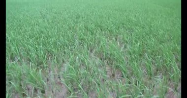 Rüzgarda yeşil pirinç tarlaları