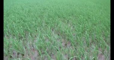 Rüzgarda yeşil pirinç tarlaları