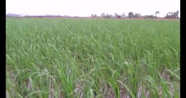 Rüzgarda yeşil pirinç tarlaları