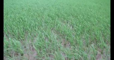 Rüzgarda yeşil pirinç tarlaları