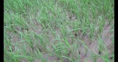 Rüzgarda yeşil pirinç tarlaları