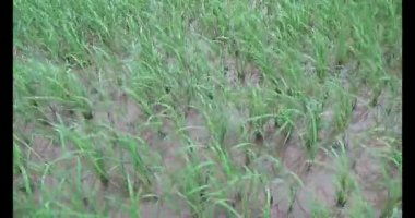 Rüzgarda yeşil pirinç tarlaları