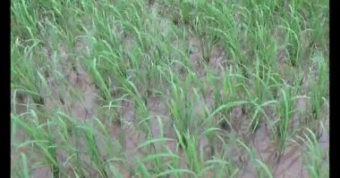 Rüzgarda yeşil pirinç tarlaları